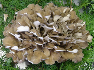 hen of the woods mushroom