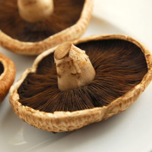portobello mushroom culture