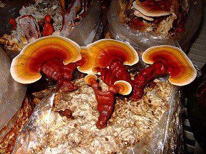 ganoderma lucidium culture