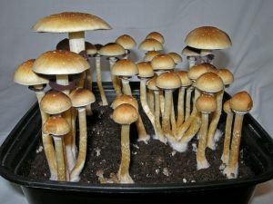 Thai lipa yai