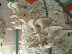 white oyster kit